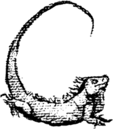 CARIGE — iguane