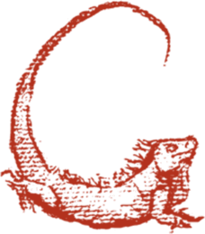 CARIGE — iguane