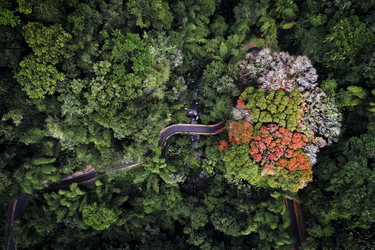Forêt tropicale et mahogany rouge en fleur — image signature CARIGE, Martinique.